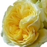Catalina Roses de jardin d'Equateur Ethiflora